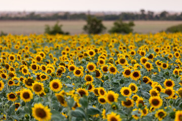 Large farm fields are sown with sunflowers. Expressive rural landscape. It is the middle of summer in the southern region of Ukraine, somewhere in the Mykolaiv region.