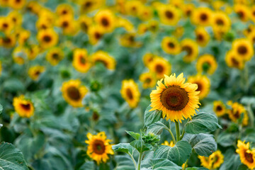 Obraz premium Large farm fields are sown with sunflowers. Expressive rural landscape. It is the middle of summer in the southern region of Ukraine, somewhere in the Mykolaiv region.