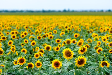 Large farm fields are sown with sunflowers. Expressive rural landscape. It is the middle of summer in the southern region of Ukraine, somewhere in the Mykolaiv region.