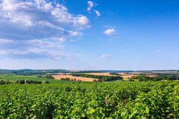 Large farm fields are sown with sunflowers. The crop grows well after sowing, has good healthy leaves and strong stems. Mid-summer in the central region of Ukraine somewhere near Znamyanka.