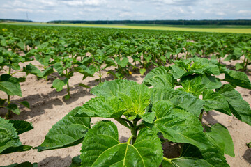 Large farm fields are sown with sunflowers. The crop germinated well after sowing, with nice healthy leaves and strong stems. The beginning of summer in region of Ukraine, somewhere in the Lviv region