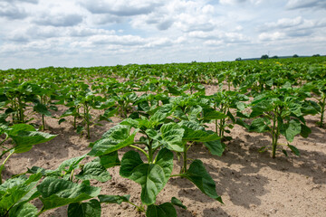Fototapeta na wymiar Large farm fields are sown with sunflowers. The crop germinated well after sowing, with nice healthy leaves and strong stems. The beginning of summer in region of Ukraine, somewhere in the Lviv region