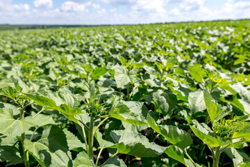 Large farm fields are sown with sunflowers. The crop grows well after sowing, has good healthy leaves and strong stems. Mid-summer in the central region of Ukraine somewhere near Znamyanka.