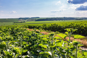 Large farm fields are sown with sunflowers. The crop grows well after sowing, has good healthy leaves and strong stems. Mid-summer in the central region of Ukraine somewhere near Znamyanka.