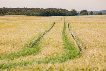 A fields of ripe barley or rye, ready for harvest. Typical summertime landscape in Ukraine. Concept theme: Food security. Agricultural. Farming. Food production. Lviv region.