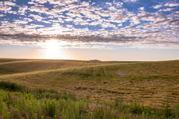 Obraz premium Velvet fields of ripe barley or rye in evening sunlight. Typical summertime landscape in Ukraine. Concept theme: Food security. Agricultural. Farming. Food production. Rivne outskirts.