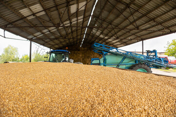 Piles of wheat grains at mill storage or grain elevator. The main commodity group in the food markets - 594070314