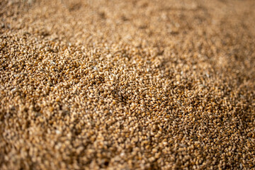 Piles of wheat grains at mill storage or grain elevator. The main commodity group in the food markets