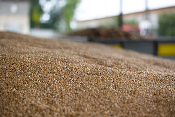 Piles of wheat grains at mill storage or grain elevator. The main commodity group in the food markets