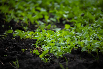 A farm field sown with winter oilseed rape. The culture has grown well, has taken root and is ready to overwinter. The autumn in the west of Ukraine in the Lviv region.