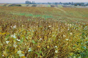 Obraz premium A farm field sown with soybeans. The culture is almost ripe, pods are abundant on the stems. Somewhere in Lviv region in west of Ukraine.