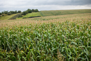 A farm field sown with corn. The culture grew well over the summer, bloomed and formed cobs. The end of summer and the beginning of autumn in the west of Ukraine in the Lviv region.
