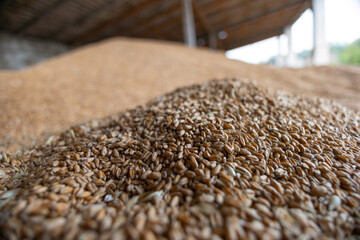 Piles of wheat grains at mill storage or grain elevator. The main commodity group in the food markets