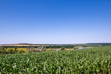 A farm field sown with corn. The crop has grown well, it has a strong stem and the cobs have formed. Good sunny weather at the beginning of summer in the central Ukraine in the Kropyvnytskyi region.