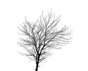 Nature, silhouette and isolated tree on transparent background with branches, shadow and bare for winter. Forest, trees and agriculture graphic for ecology, sustainability and natural environment