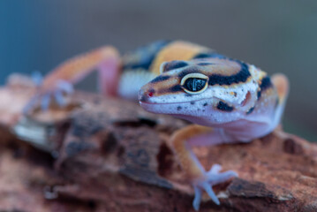 The leopard gecko or common leopard gecko Eublepharis macularius is a ground dwelling lizard 