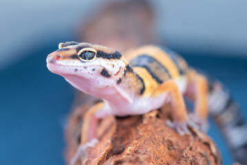 The leopard gecko or common leopard gecko Eublepharis macularius is a ground dwelling lizard 