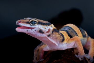 The leopard gecko or common leopard gecko Eublepharis macularius is a ground dwelling lizard 