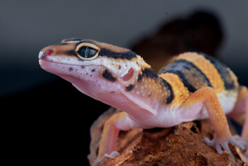 The leopard gecko or common leopard gecko Eublepharis macularius is a ground dwelling lizard 