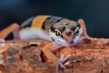 The leopard gecko or common leopard gecko Eublepharis macularius is a ground dwelling lizard 