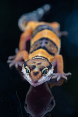 The leopard gecko or common leopard gecko Eublepharis macularius is a ground dwelling lizard 