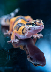 Close up of The leopard gecko or common leopard gecko, Eublepharis macularius is a ground dwelling lizard native to the rocky dry grassland and desert regions 