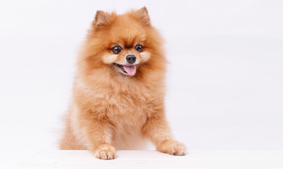 Portrait Pomeranian dog is sitting at the table on gray background. Make room for the text. Wide-angle horizontal wallpaper or web banner.