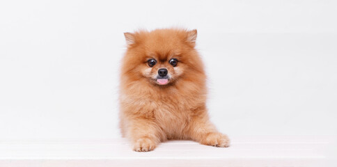 Portrait Pomeranian dog is sitting at the table on gray background. Make room for the text. Wide-angle horizontal wallpaper or web banner.