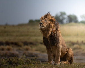Naklejka na ściany i meble A lion looking after his kingdom