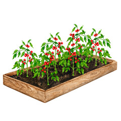 Wooden garden bed with tomato plants with fruits. Watercolor element on the theme of gardening, spring seedlings, growing vegetables.

