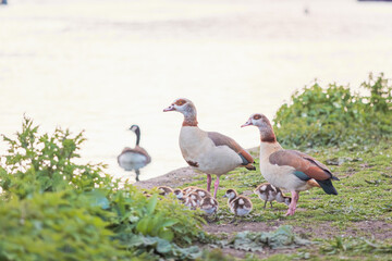 Baby Egyptian goose and family in the riverside, Spring, England