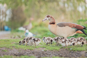 Baby Egyptian goose and family in the riverside, Spring, England