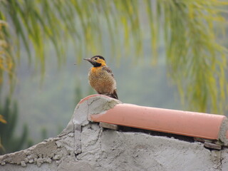 Pica-pau-do-campo