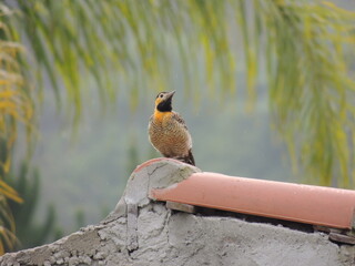 Pica-pau-do-campo