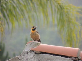 Pica-pau-do-campo