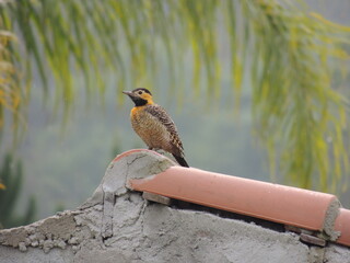 Pica-pau-do-campo