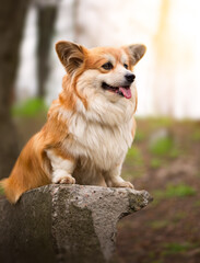 Cute Fluffy Corgi Dog sitting in a spring park. Portrait of Welsh Corgi Pembroke Dog.