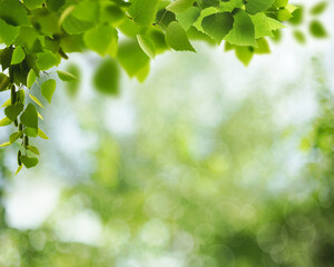Summer backgrounds with birch foliage over blurred backgrounds - 594075107