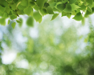 Summer backgrounds with birch foliage over blurred backgrounds