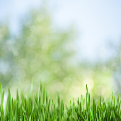 Fototapeta na wymiar Summer backgrounds with green grass over blurred backgrounds