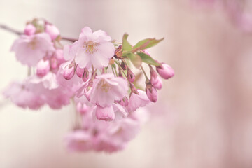 Beautiful Sakura flowers. Spring natural backgrounds