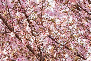 Cherry Blossom Flower in Pittsburgh Pennsylvania