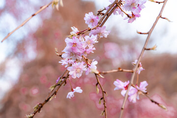 Beautiful cherry blossom in Pittsburgh, Pennsylvania