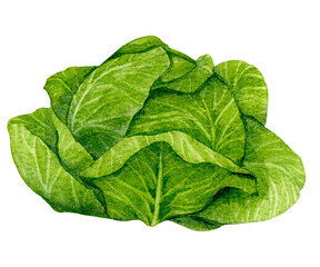 Obraz premium Fresh head of cabbage. Watercolor element on the theme of gardening, harvesting, healthy eating, illustrations of ingredients for recipes and menus.