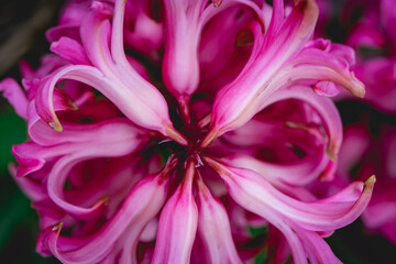 Close up from flowers with alot of Colour.
