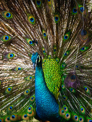Fototapeta na wymiar peacock with feathers out 