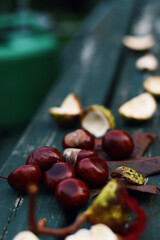 Conkers on wooden bench