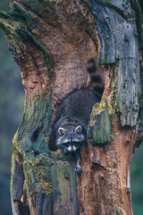 Waschbär klettert auf Baum