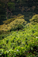 Fototapeta na wymiar beautiful and leafy coffee plantation after harvest on the side of a mountain