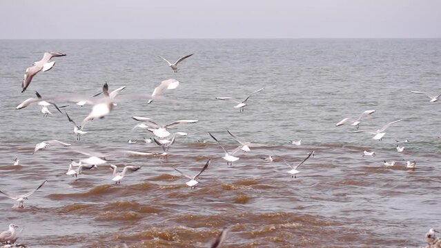 Flock of seagulls over waves. Ocean storm . Flock of seagulls, catching fish on wavy sea surface with water splash, on sunny day